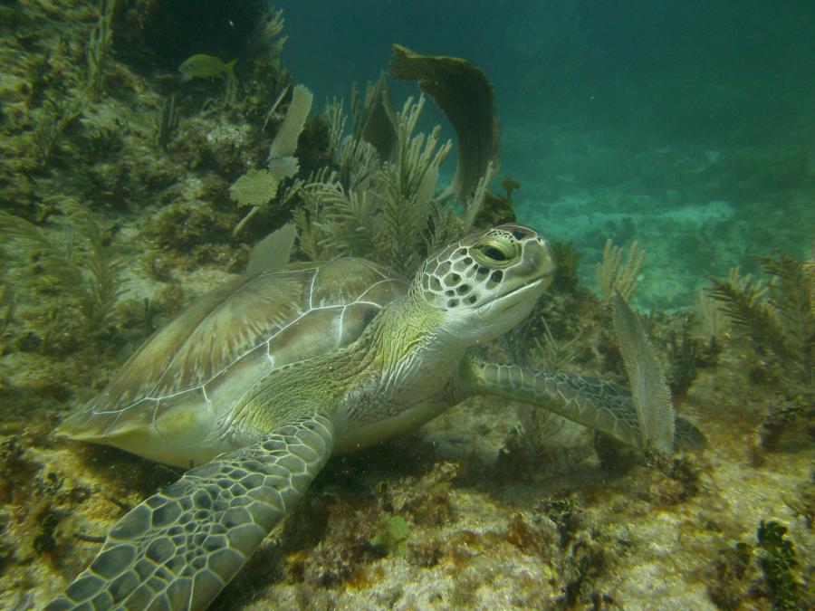 Ron , turtle , Tankah Bay