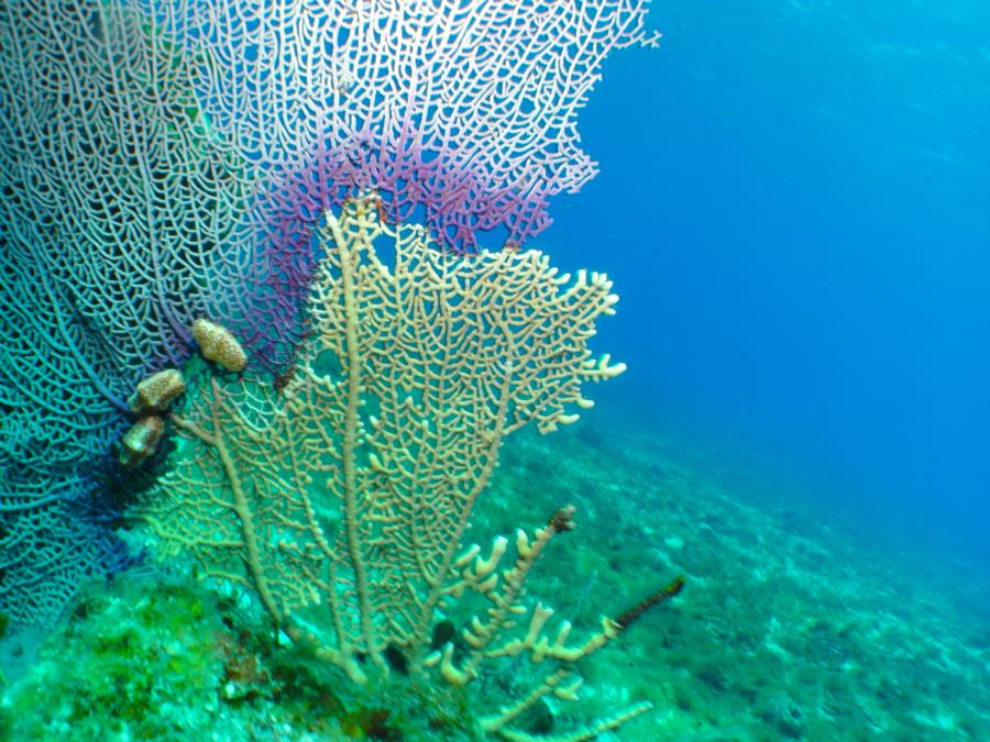 Coral Fan w/ nudibranchs