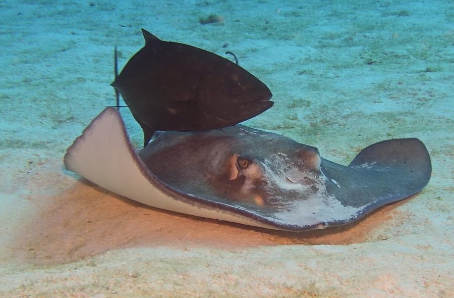 Southern Stingray