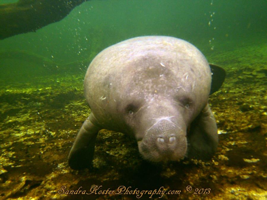 Manatee at Blue Spring State Park