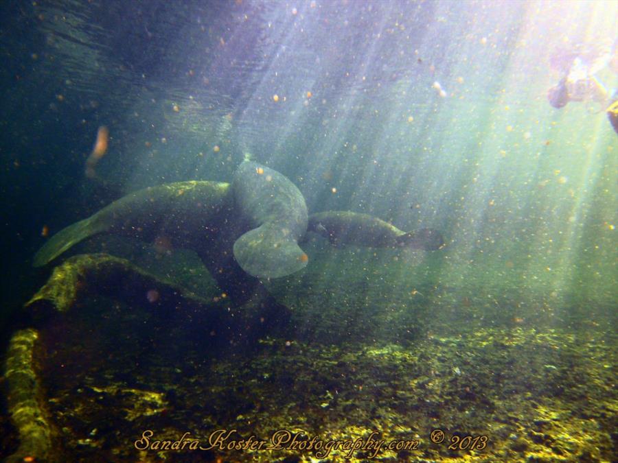 Mom, Dad & Baby Manatee