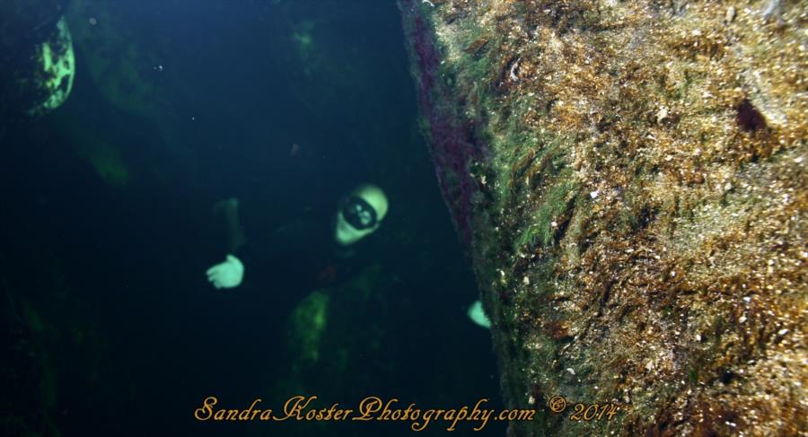 Freediver David Head at Blue Spring State Park 1