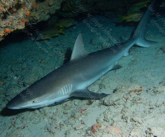 Caribbean sharpnose shark