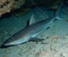Caribbean sharpnose shark - ginovega