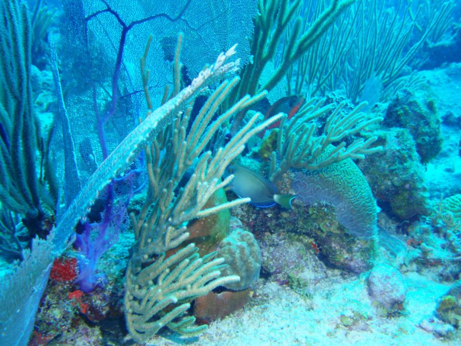 Parrot Fish-Playa Santa, Guanica