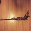 Old rifle found in mechanicsburg pa,