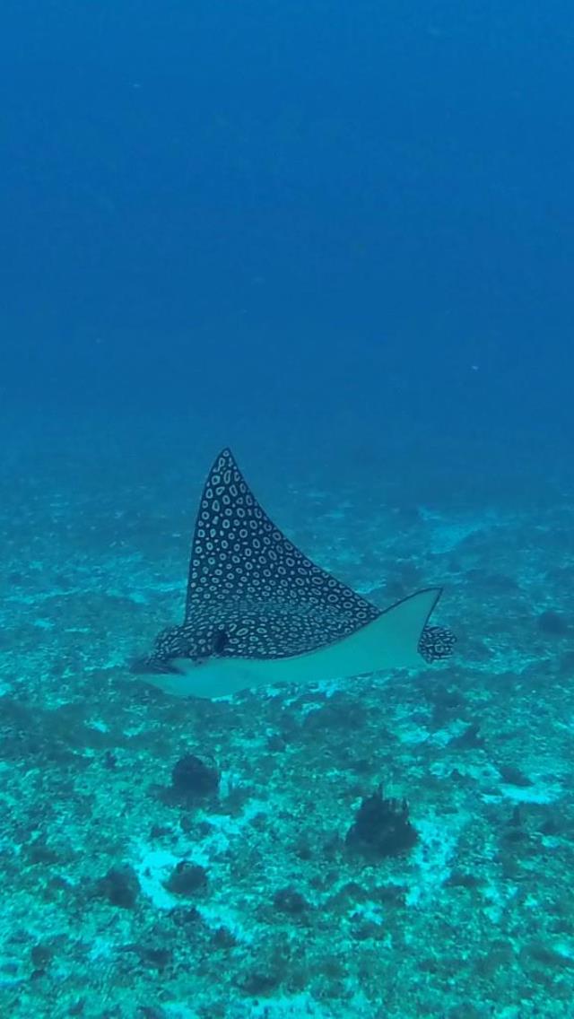 Eagleray