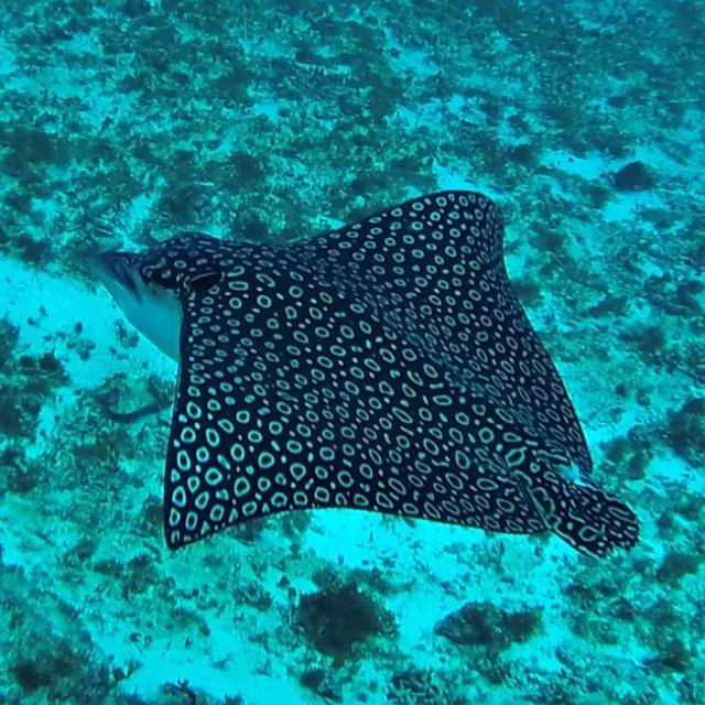 Eagle ray Cozumel