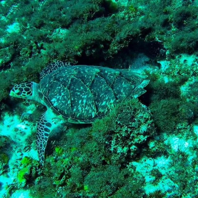 Turtle Cozumel