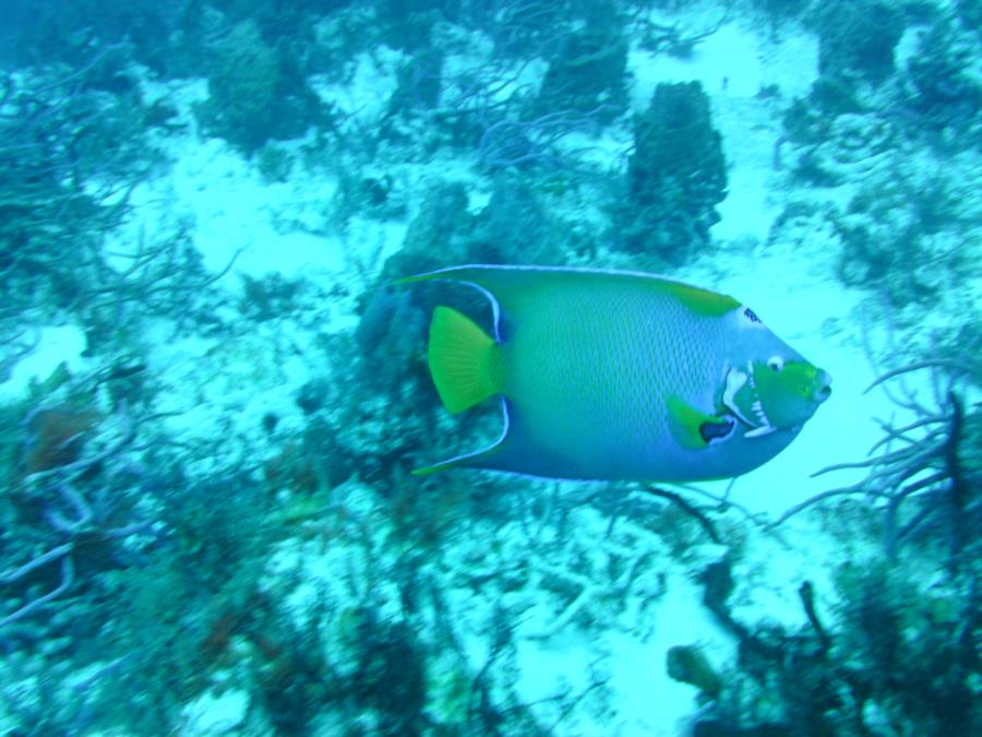 A fishy in Cozumel