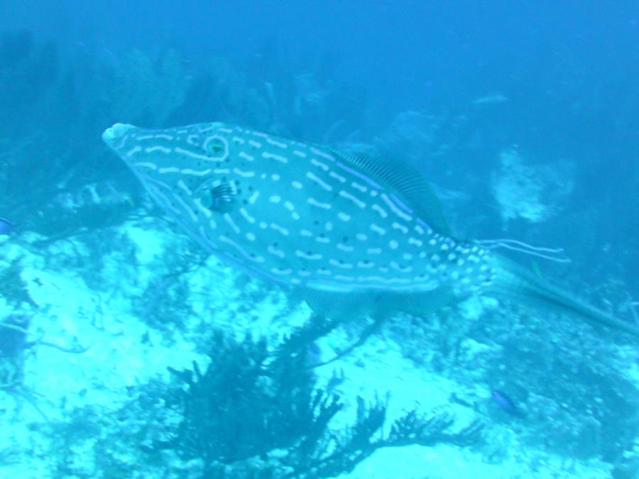 another fishy in Cozumel