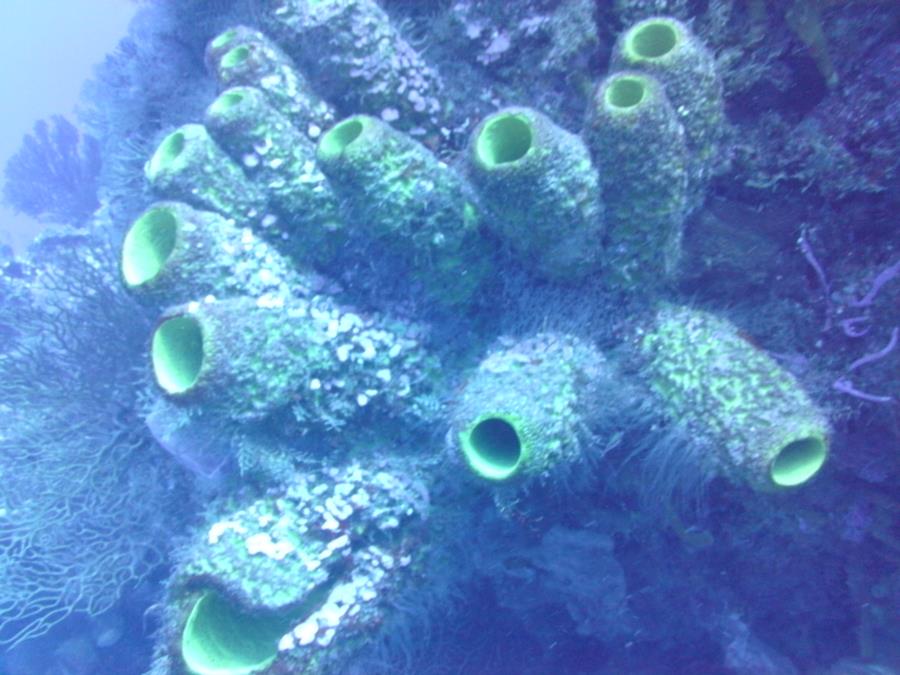 Check out these Corals!