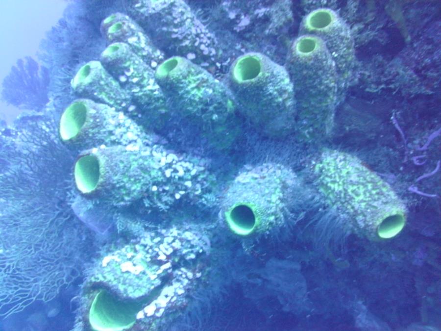 Check out these Corals!