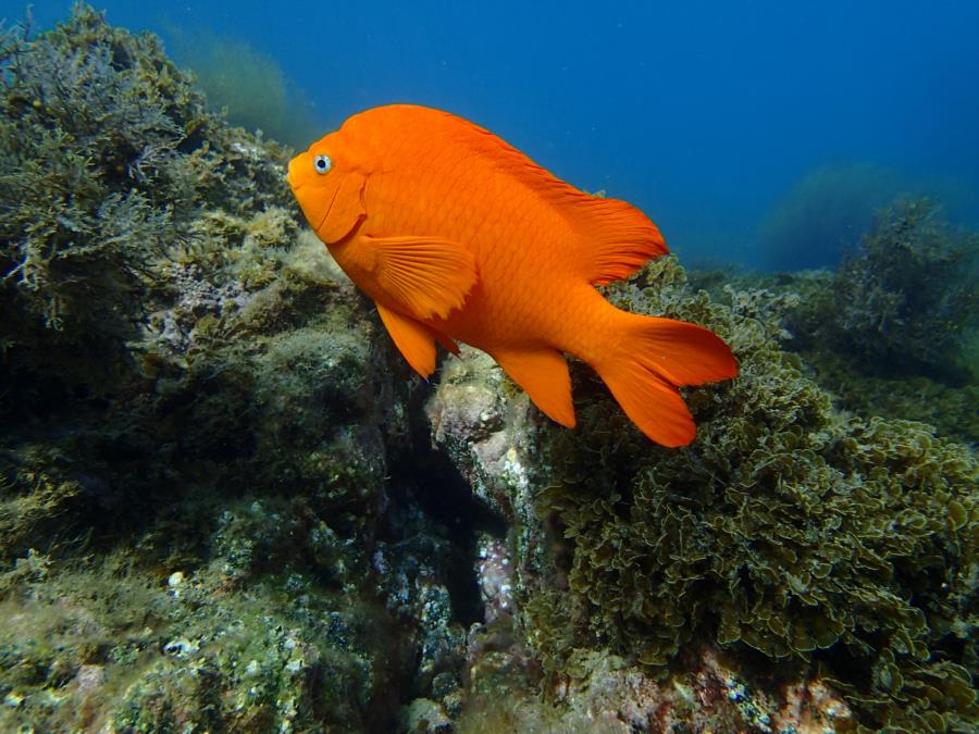 garibaldi