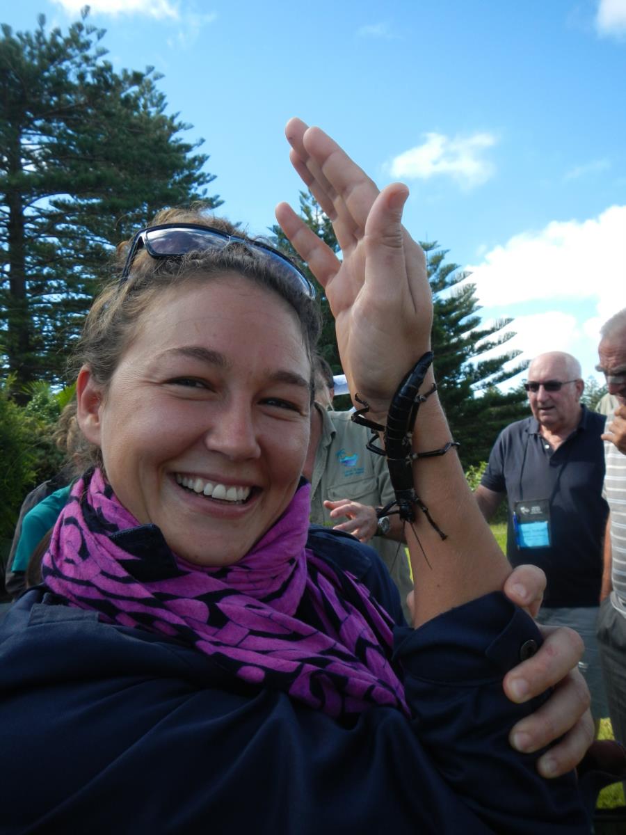 Lord Howe Island stick insect (Dryococelus australis)