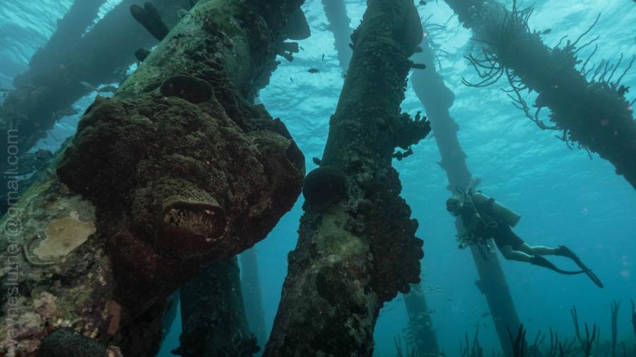 Salt Pier-Bonaire