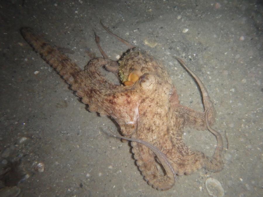 Blue Heron Bridge octopus at night