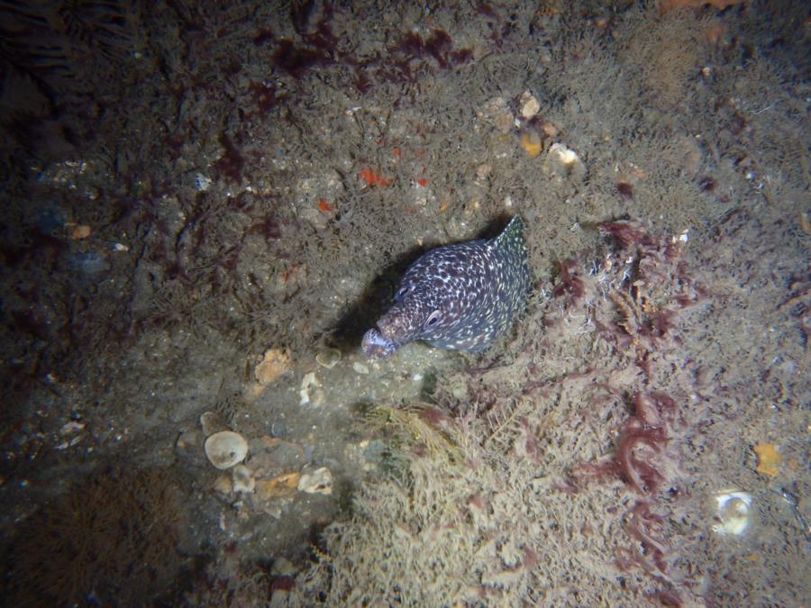 Blue Heron Bridge Spotted Moray at night