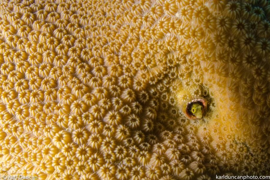 Secretary Blenny (Acanthemblemaria maria)