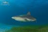 Caribbean Reef Shark