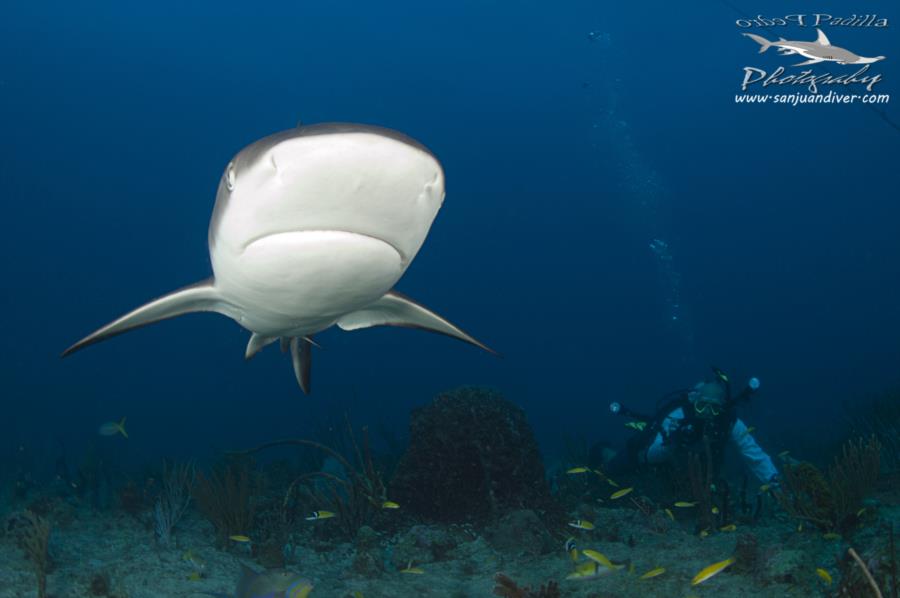 Sharks Puerto Rico