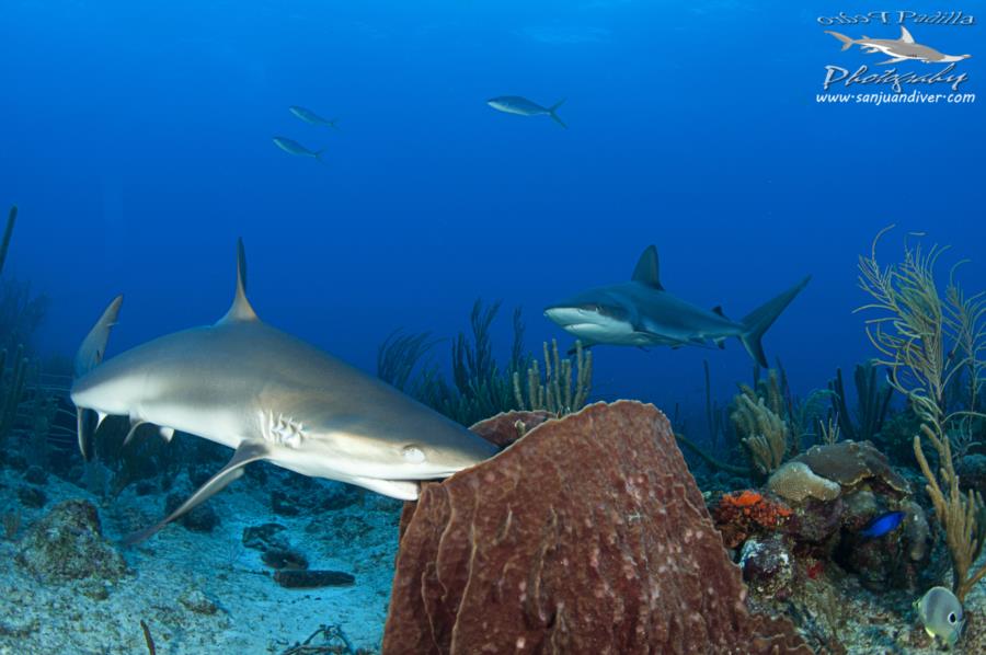 Reef Sharks Puerto Rico