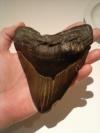 Megalodon tooth