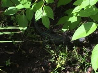 2 1/2ft baby gator that got us chased out of the water after 1 dive/Blue Springs State Park/O.C.,Fl.