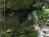 Head Spring w/Mom & 1 week old Manatee @Blue Springs State Park/Orange City, Fl.