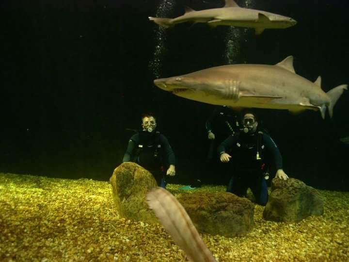 Shark diving helping out at Florida