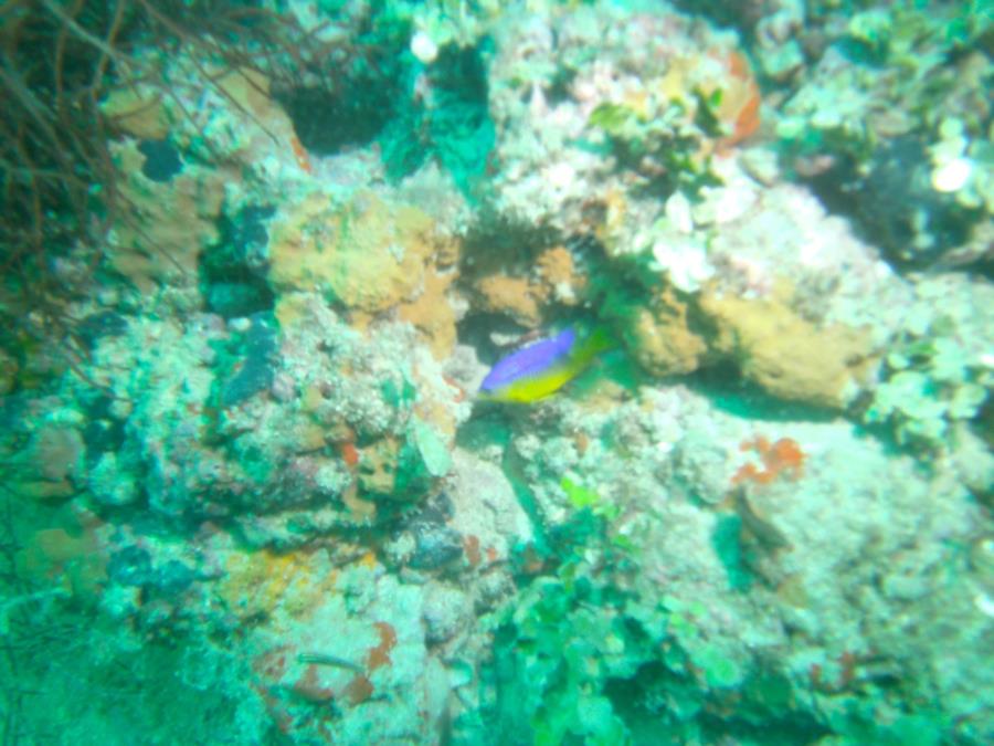 Gulf - FL