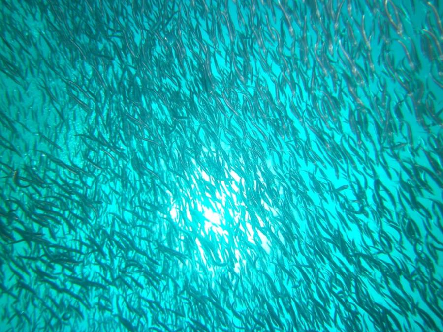 Gulf -Fl