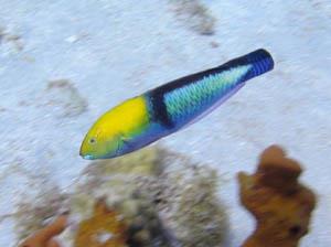 Juvenile Parrot Fish