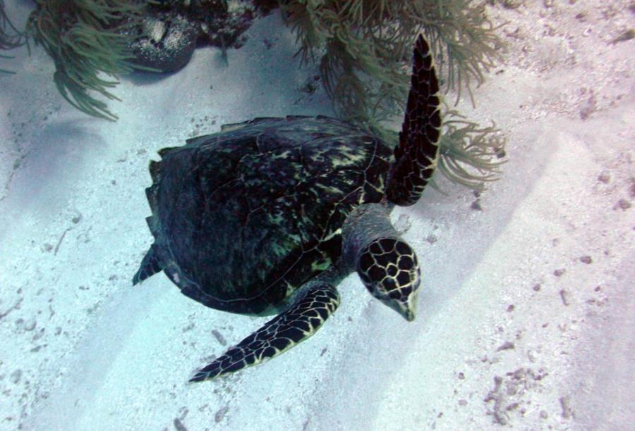 Hawksbill Turtle