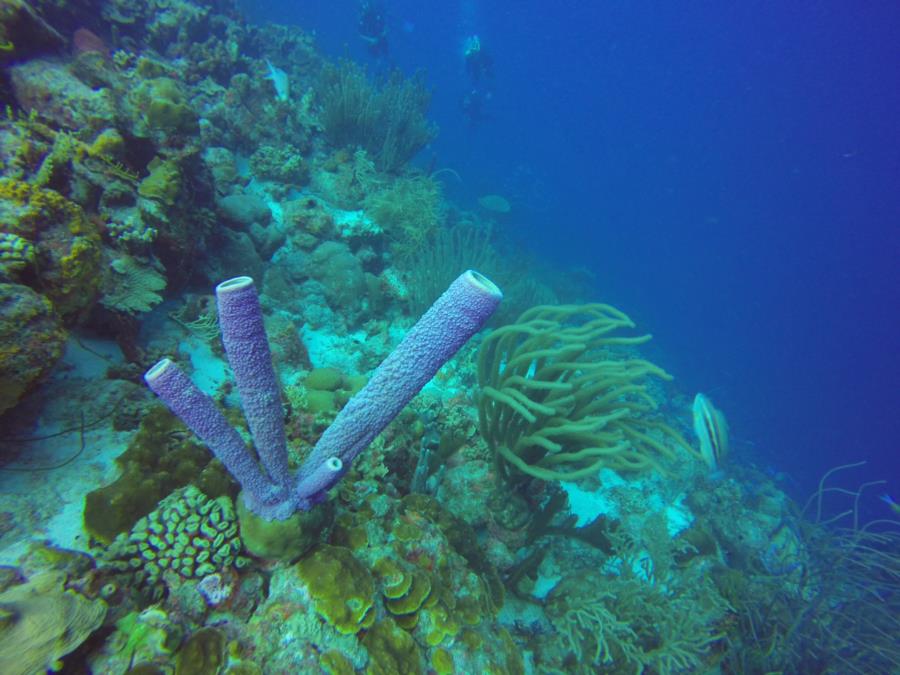 Photo uploaded by wrk2dive (image.jpg)