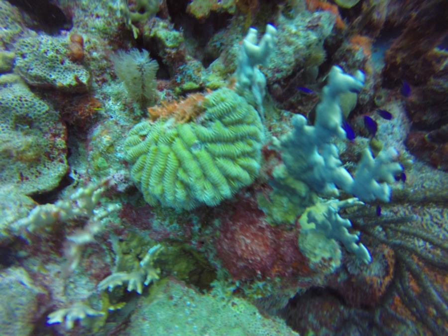 Photo uploaded by wrk2dive (image.jpg)