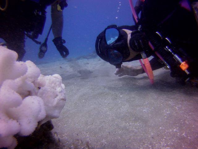 white frogfish