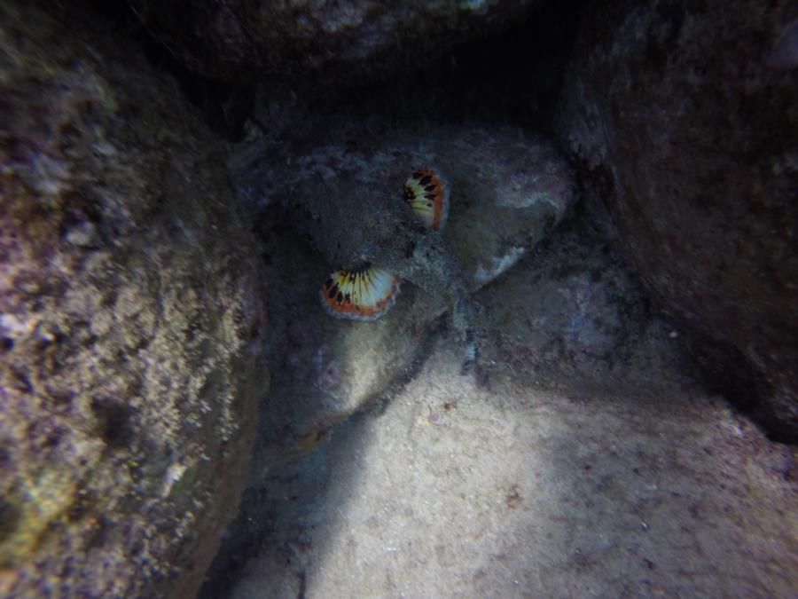 Scorpion Fish on the move.