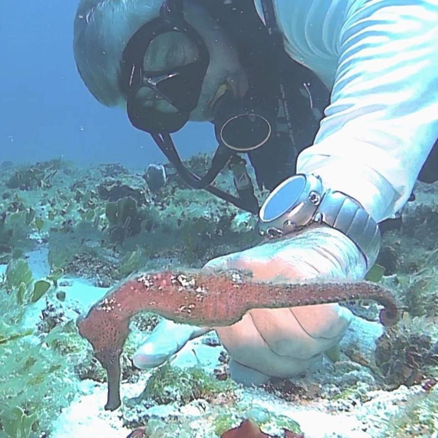 Seahorse in Cozumel