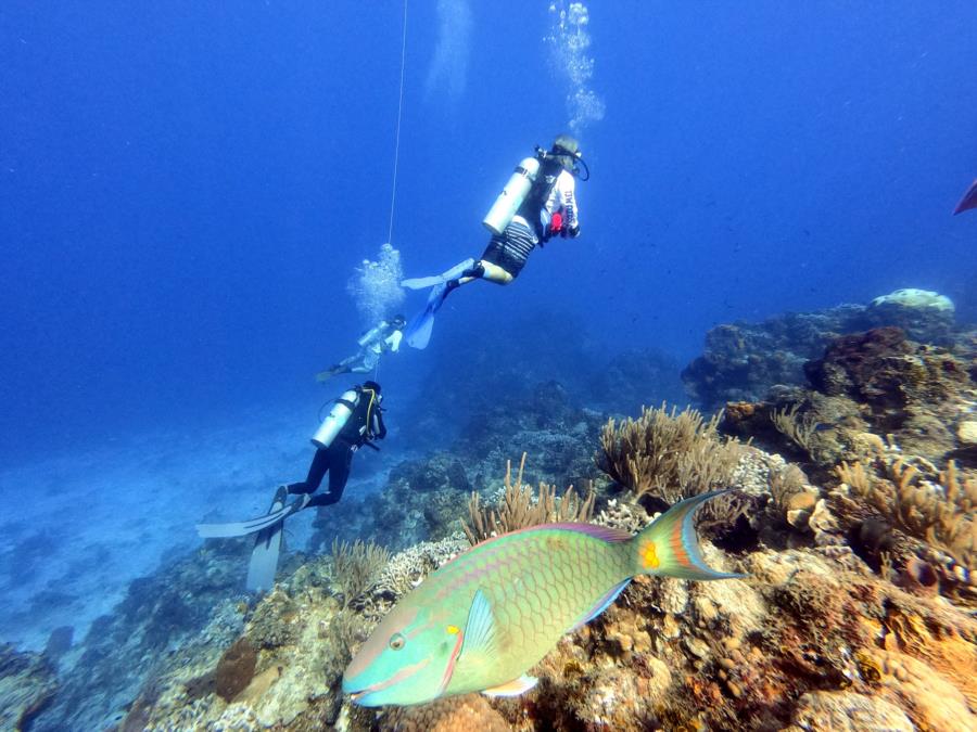 Parrot fish