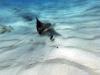 Spotted eagle ray