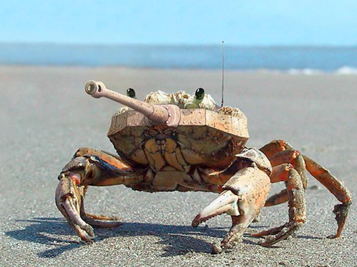 Crab Tank