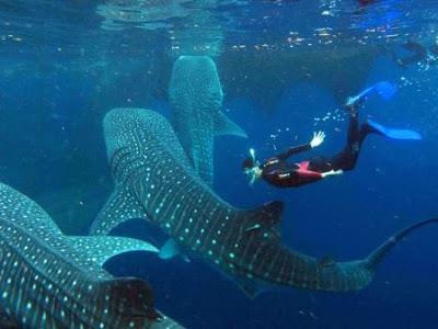 Whale shark