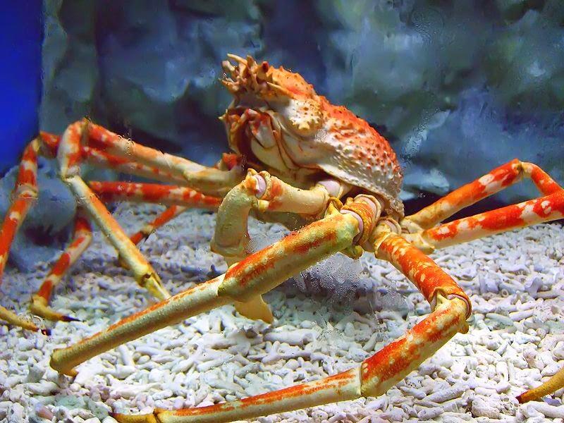 Spider crab