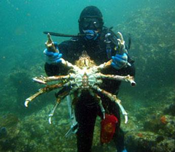 Spider crab