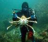 Spider crab