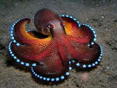 Octopuses