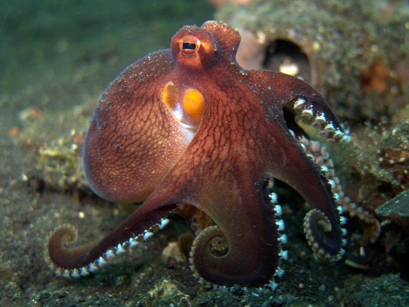 Octopus