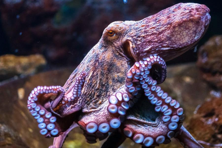 Octopus