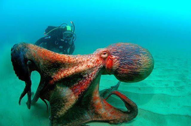 Octopus